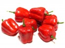 Перець болгарський, 3,5 см, ЧЕРВОНИЙ